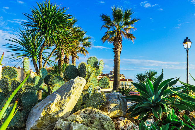 Antibes palms French Riviera