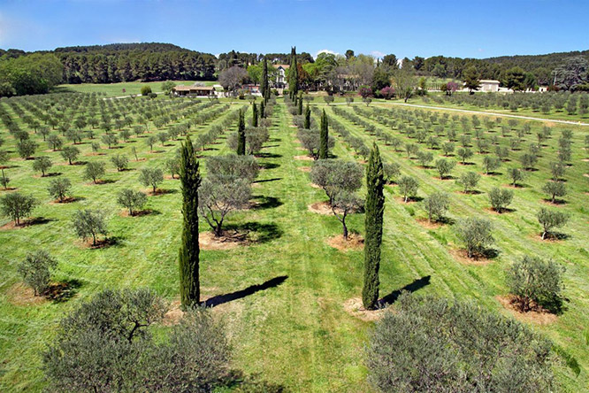 Vineyards in Aix-en-Provence