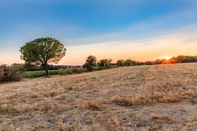 sunset Provence with field and typical trees