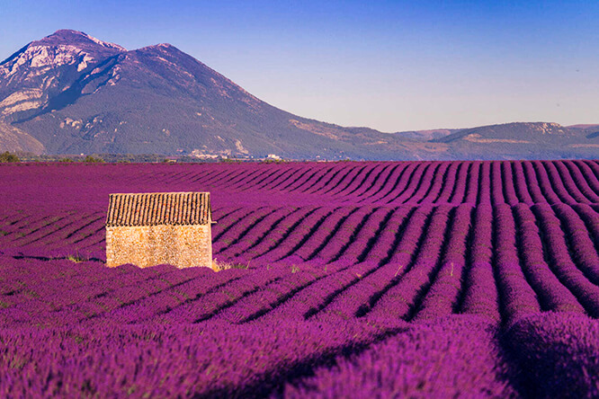 Beautiful lavender in Châteauredon
