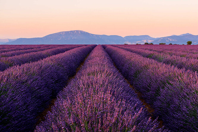 Valensole Alpes de Haute-Provence