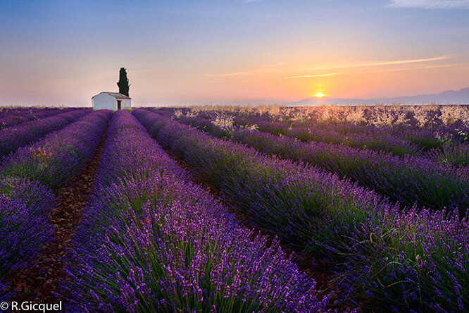 Valensole Alpes de Haute-Provence