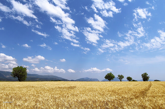 Plateau de Valensole