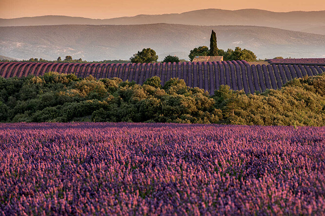 Lavender in the morning sun