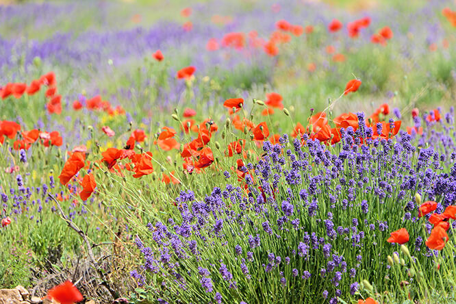 Poppies and lavender in Simiane-la-Rotonde