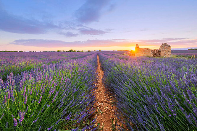 Purple lavender filed in Valensole Alpes de Haute-Provence