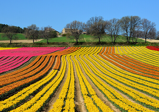 Tulip field near Lurs