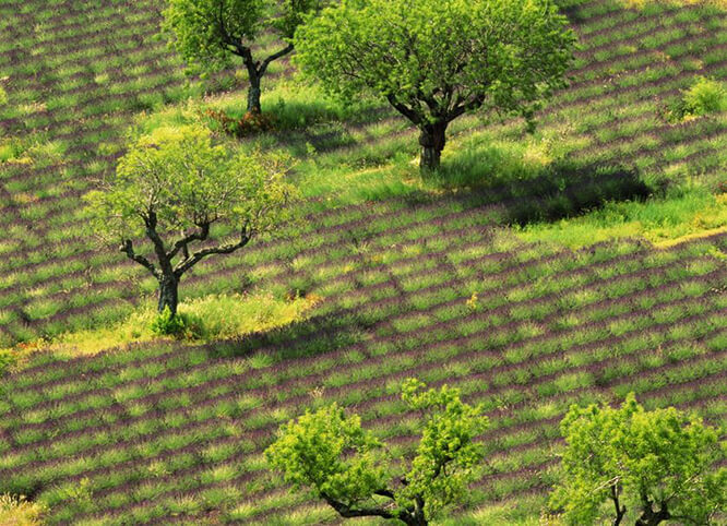 Lavender & almond trees