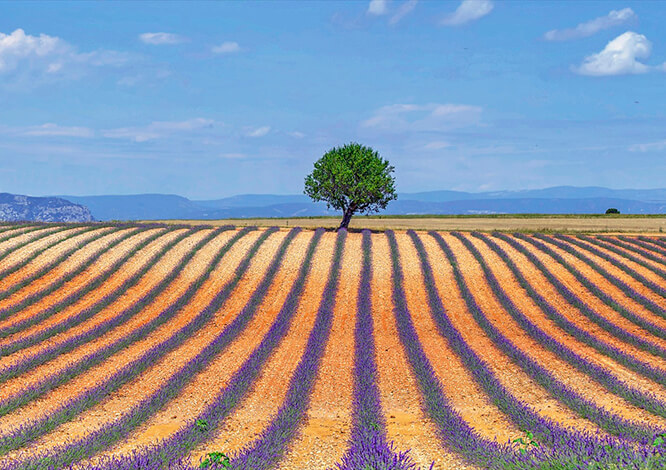 Valensole