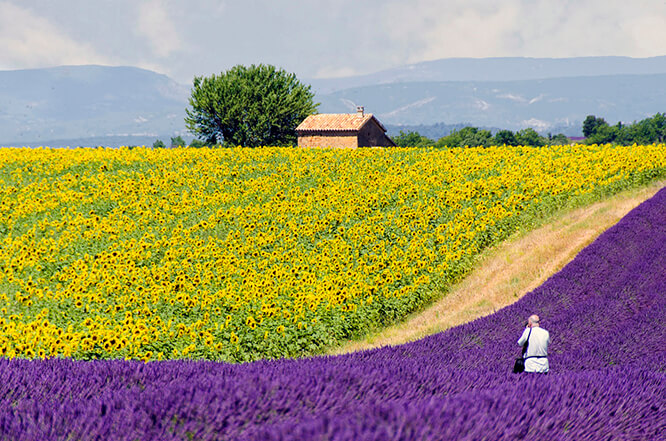 Valensole