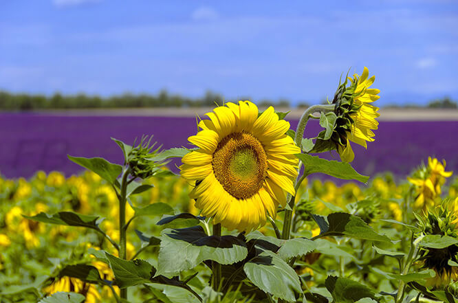 Valensole