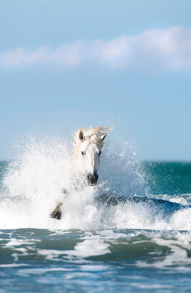 Camargue