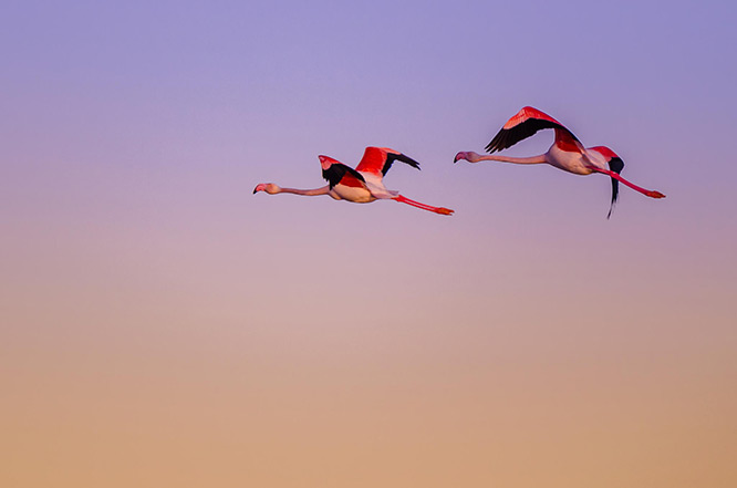 Camargue