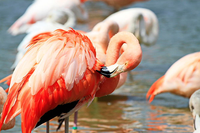Camargue