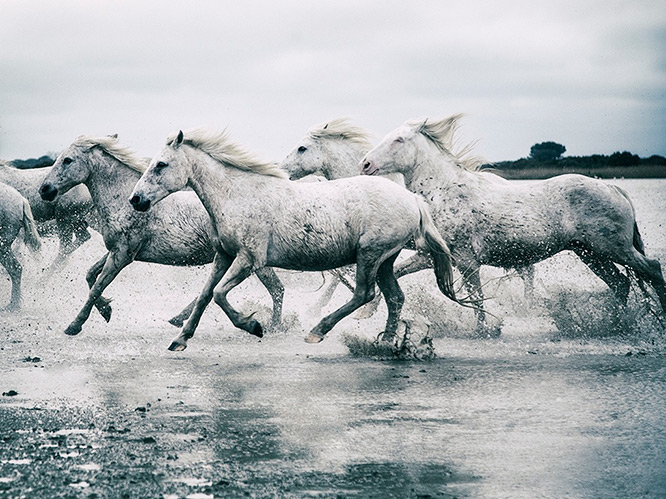 Camargue