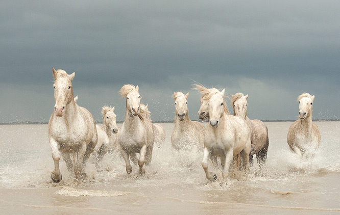 Camargue