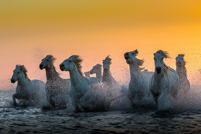Camargue