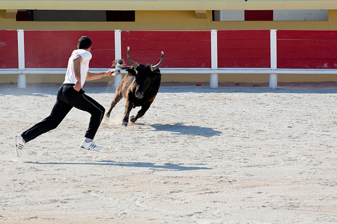 Camargue