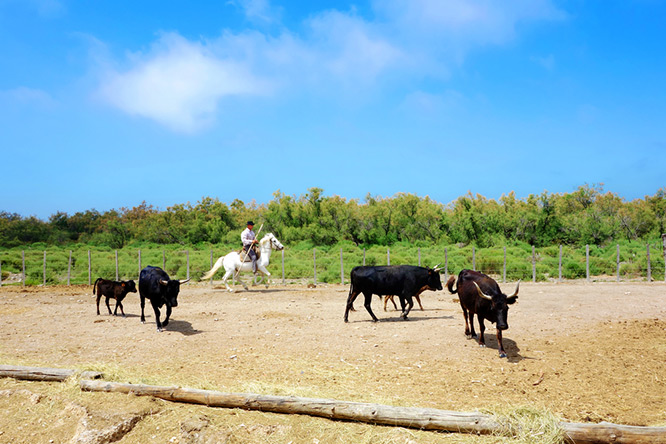 A cowboy with white horse and black bulls in The Camargue national park