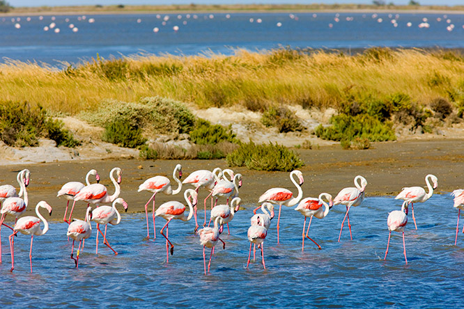 Pink Flamingos in Camargue national park