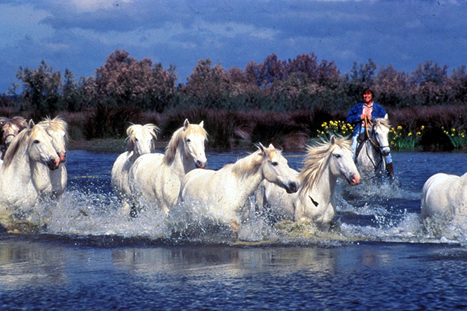 Camargue