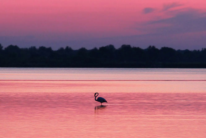 Pink flamingo in Camargue