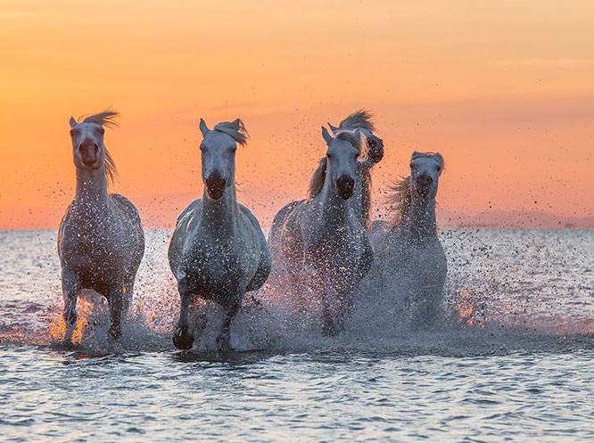 Camargue White Horses