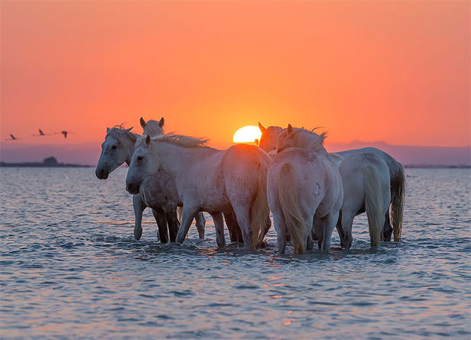 Camargue Dawn