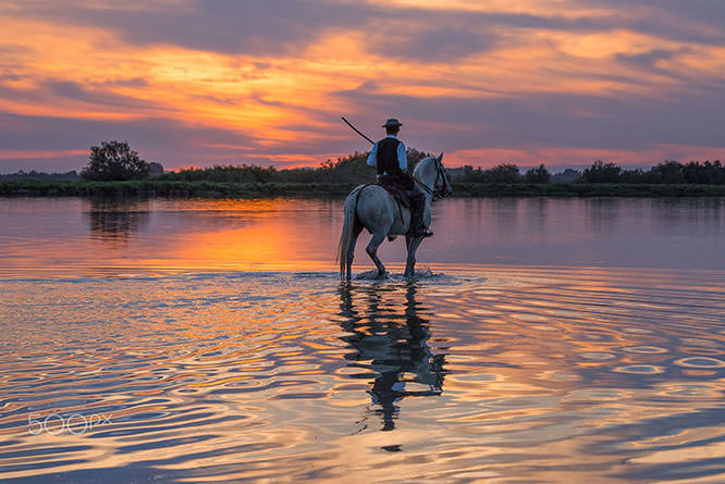 Camargue herdsman