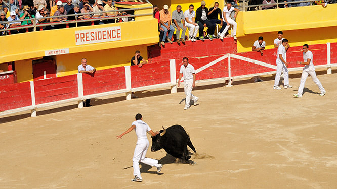 Course Camarguaise