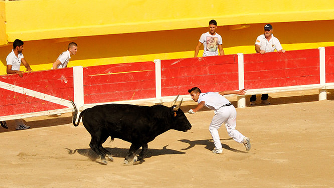 Course Camarguaise
