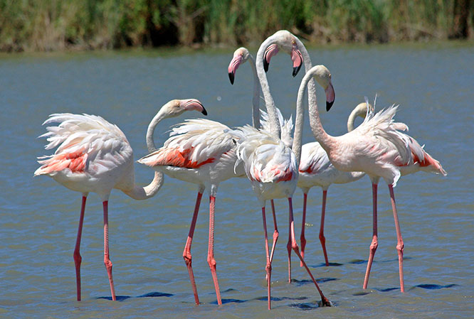 Camargue