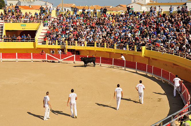 Course Camarguaise