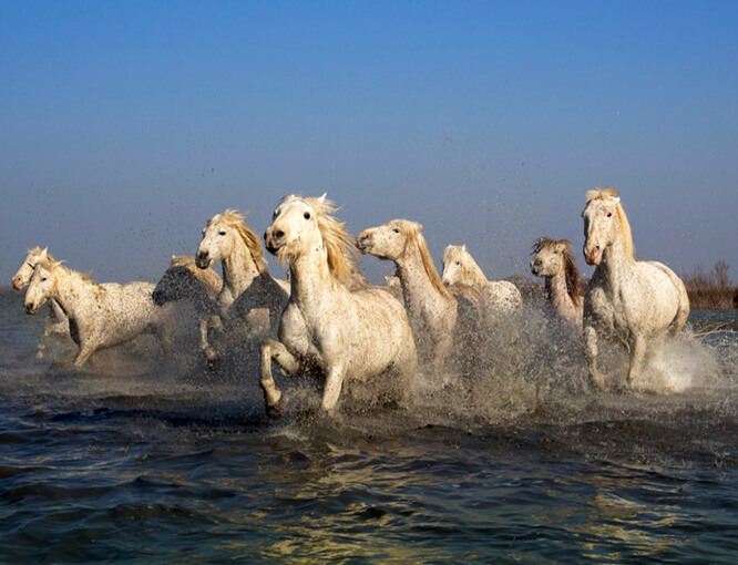 Chevaux Camarguais