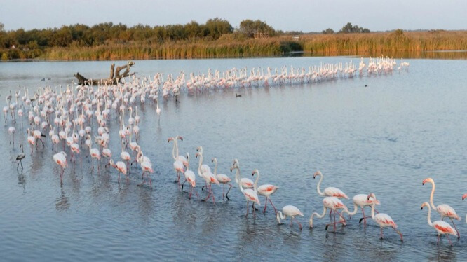 Flamingos in river