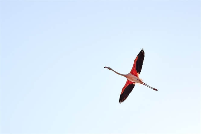 Parc Ornithologique de Pont de Gau