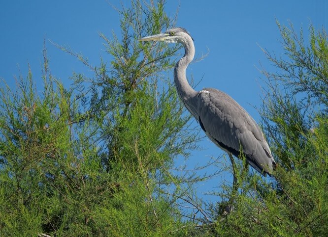 Héron cendré Parc Ornithologique de Pont de Gau