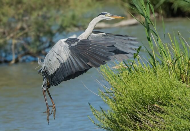 Héron cendré Parc Ornithologique de Pont de Gau