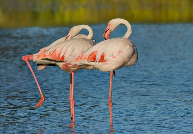 Phoenicopterus roseus Parc Ornithologique de Pont de Gau
