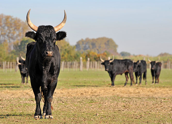 Camargue