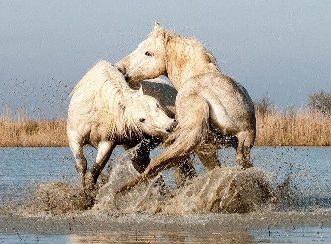 Camargue Stallions Play-fighting in Water