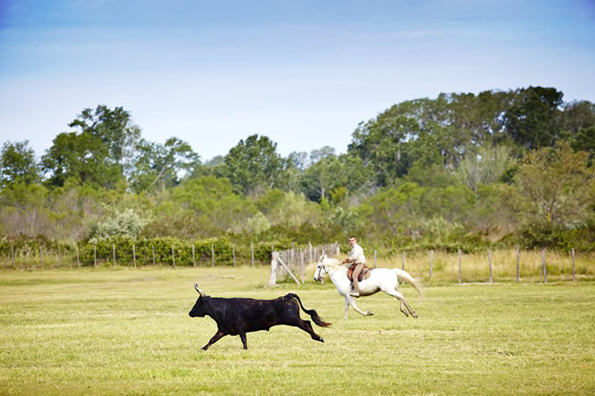 Camargue