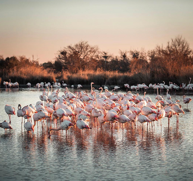 Camargue