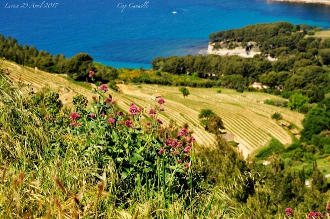 Nature in Cap Canaille Cassis