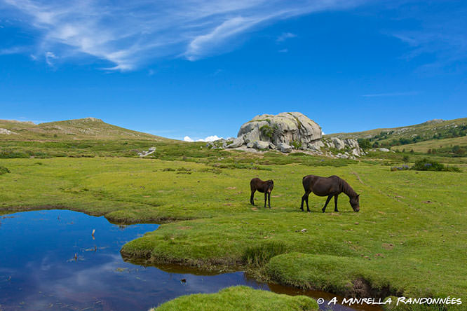 Horses in Coscione