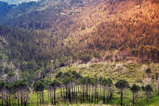 Wild mountain forest landscape in the South of Corsica