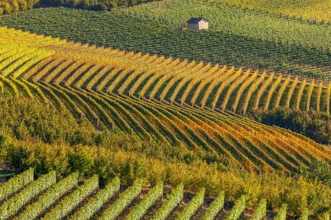 Row of backlit autumnal vineyards in Piedmont