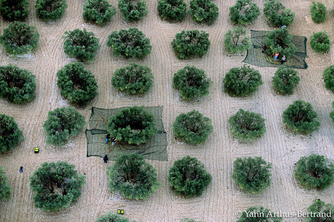 Olive harvest near Les Baux-de-Provence