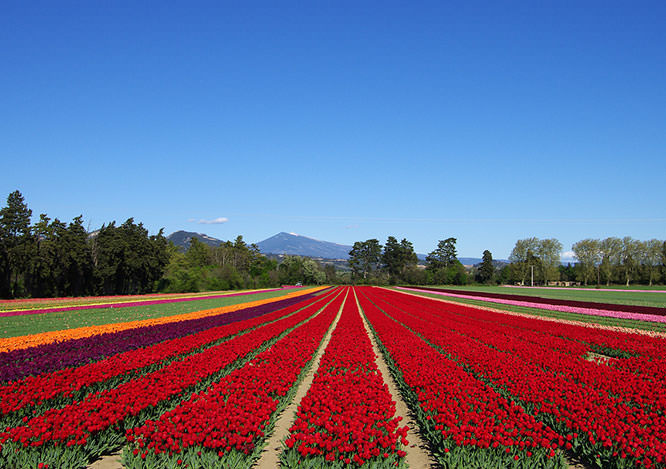 Tulips field with Mont Ventoux in the background