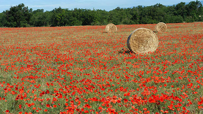Poppies in Luberon